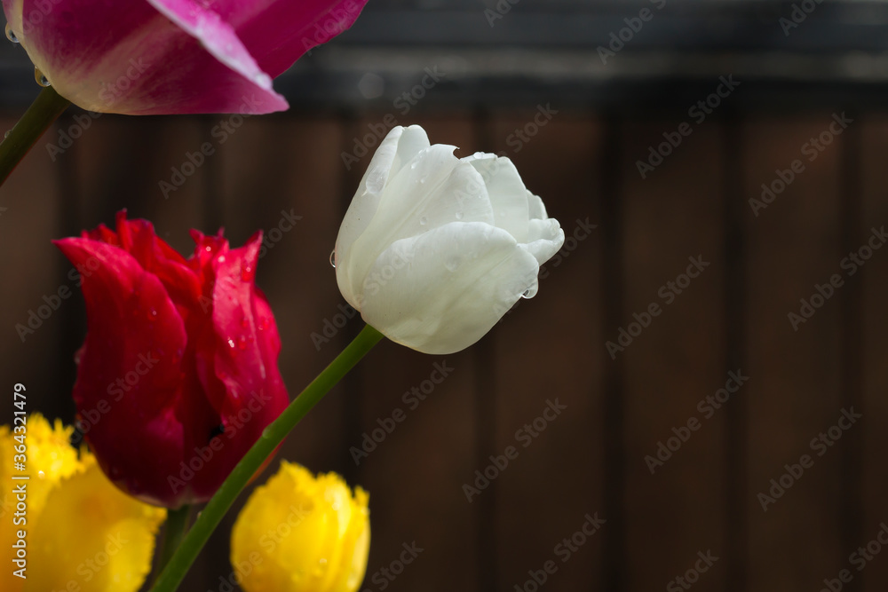 Fototapeta premium tulips with morning dew
