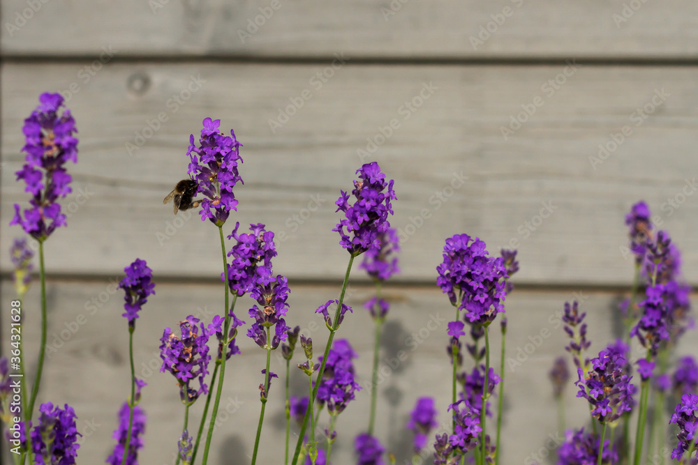 Obraz premium lavender flowers with bee