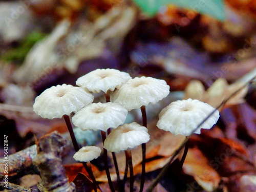 Troop of Marasmius rotula aka Pinwheel mushroom showing the long slender stems photo