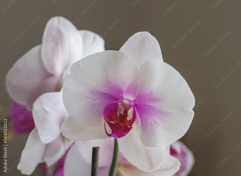 Phalaenopsis cultivar Phalaenopsis cultivar