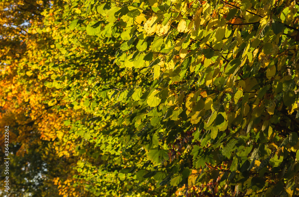 hazel foliage in autumn hazel foliage in autumn