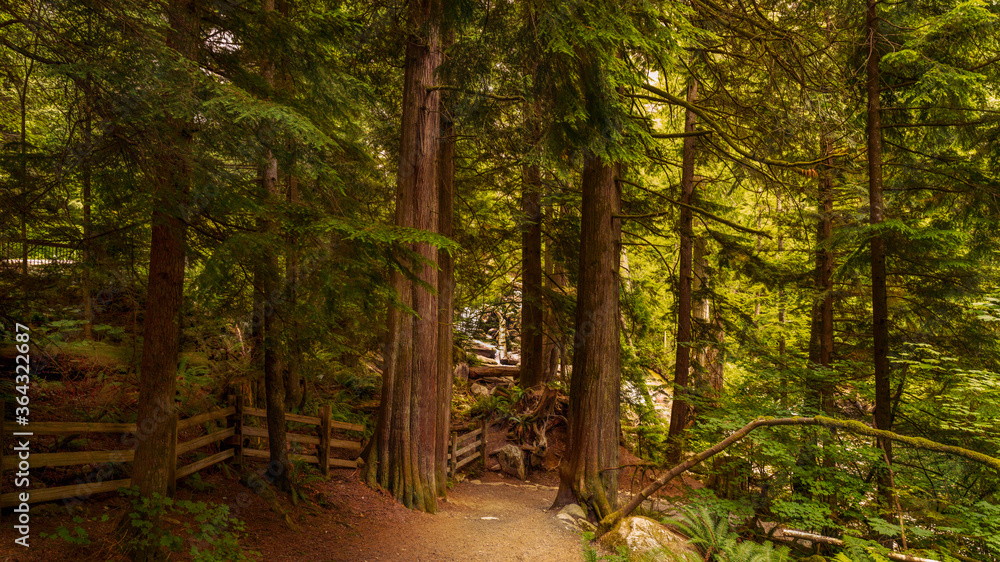 Fototapeta premium forest trail near Shannon Falls, BC - summer