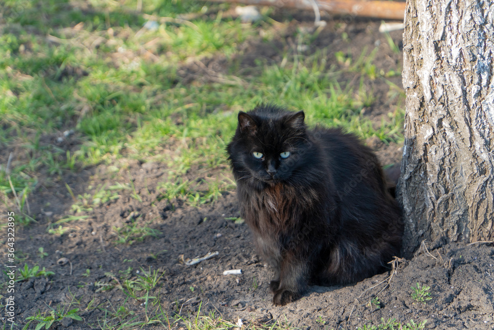 Longhair black cat with green eyes sit on the grass near tree trunk. This cat is very careful and smart, she watching on the photographer. Horizontal image. Wallpaper with close up cat.