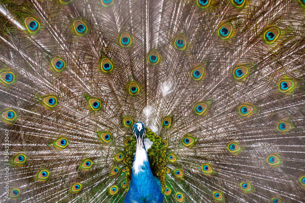 Obraz premium Peacock With Feathers Out