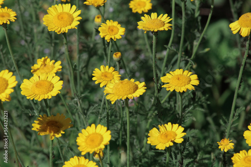 field of yellow flowers