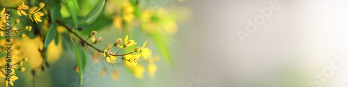Closeup of nature view yellow flower on blurred greenery background under sunlight with bokeh and copy space using as background natural plants landscape, ecology cover page concept. © Montri Thipsorn