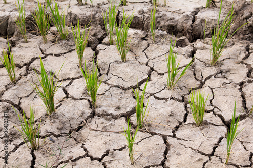 Dry rice field no water in farm