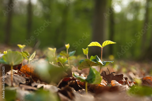 forest regeneration, beech trees sprouting photo