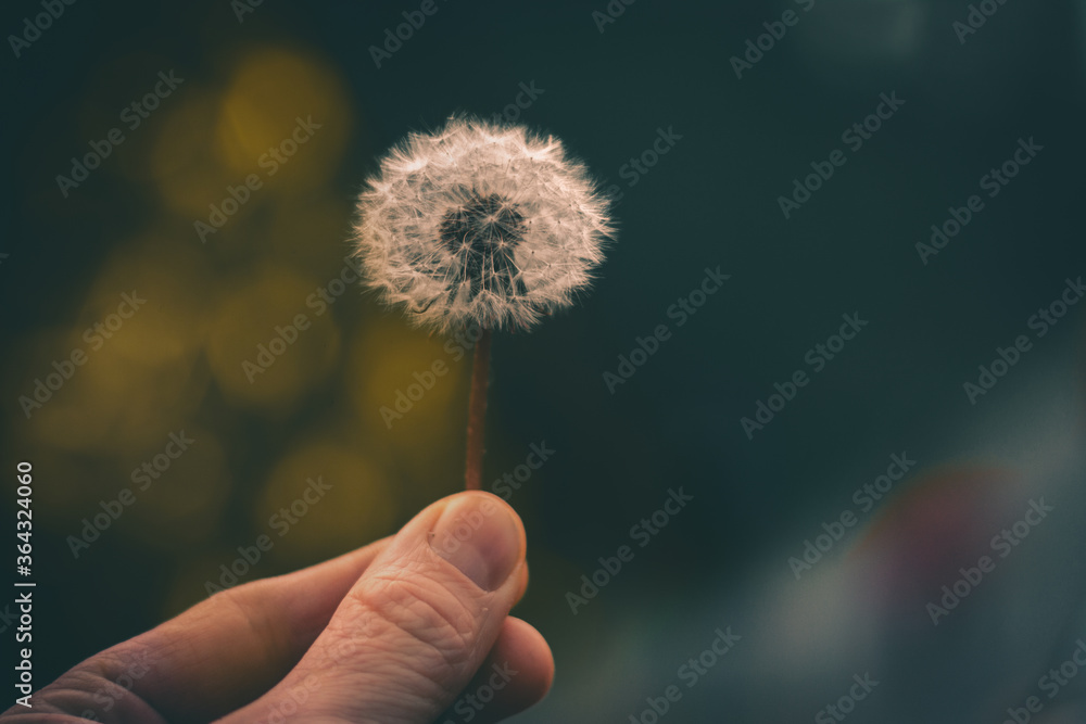 Fototapeta premium Pusteblume
