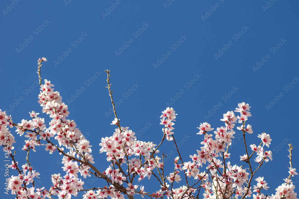 detail of almond tree flowering