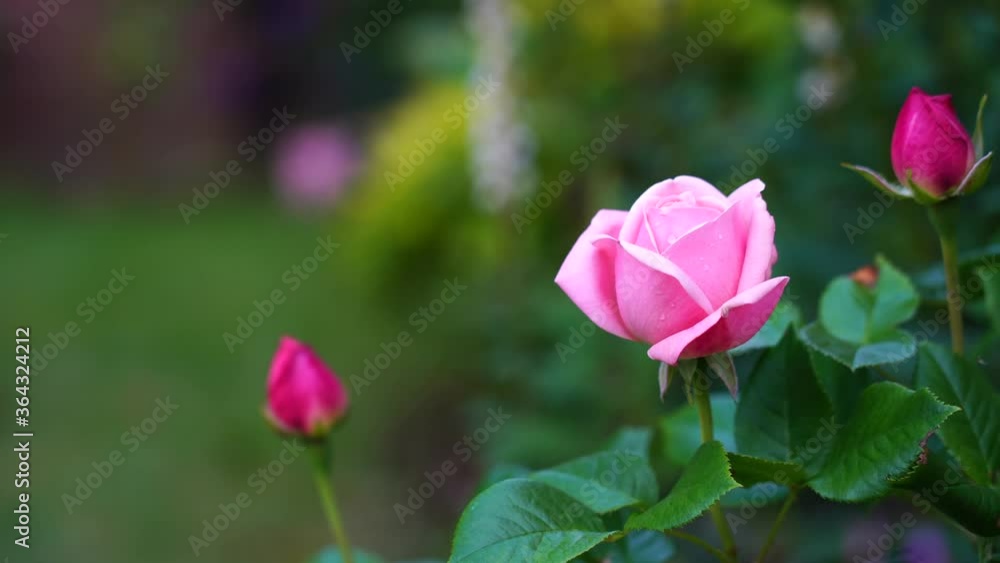 Aphrodite hybrid tea rose in english garden, A beautiful single mid pink rose with medium fragrance, Charming pink flowers for Summer to Autumn Aphrodite hybrid tea rose in english garden, A beautiful single mid pink rose with medium fragrance, Charming pink flowers for Summer to Autumn