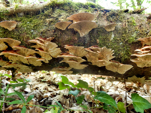 Birch Mazegill Fungus aka Lenzites betulinus, growing on a dead birch tree photo