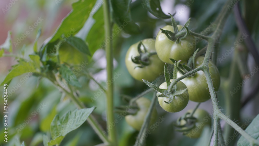 Green growing tomatoes in a garden on a sunny summer day in Fulda, Germany. Green growing tomatoes in a garden on a sunny summer day in Fulda, Germany.