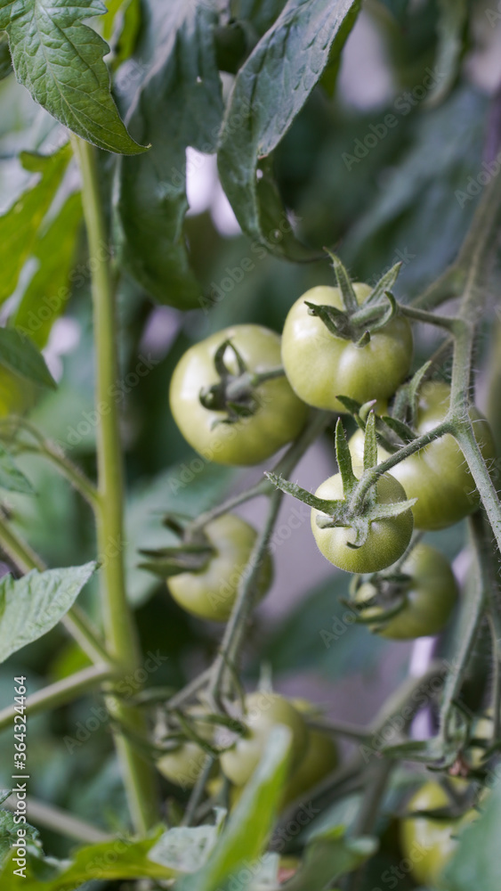 Green growing tomatoes in a garden on a sunny summer day in Fulda, Germany. Green growing tomatoes in a garden on a sunny summer day in Fulda, Germany.