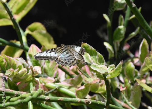 Pretty Clipper Butterfly Polinating Flowers in a Garden photo