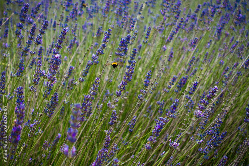 Naklejka premium Hummel