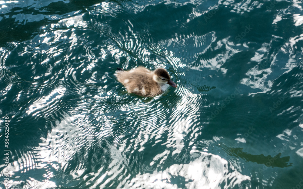 Obraz premium Entchen