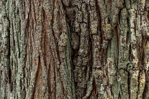 Tree bark texture, vegetable dark background.