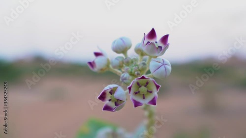 Desert Flower (Sodom's Apple) on a Green Leafy Background in the United Arab Emirates.	 photo