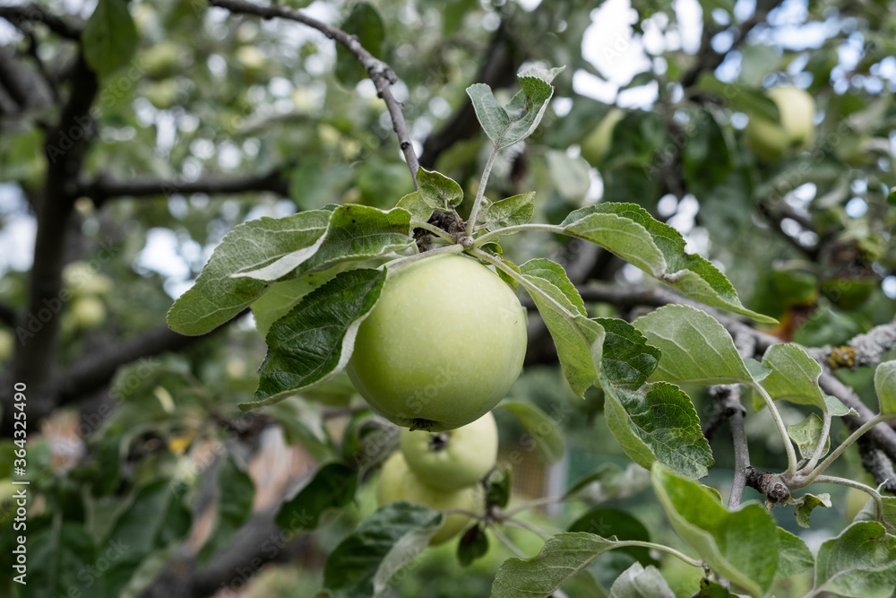 Weisser Klarapfel an einem Apfelbaum