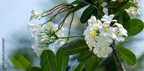 White plumeria flowers. Plumeria flowers bloom on the trees in the garden