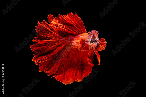 The moving moment beautiful of red siamese betta fish or fancy betta splendens fighting fish in thailand on isolated black background. Thailand called Pla-kad or half moon biting fish. photo