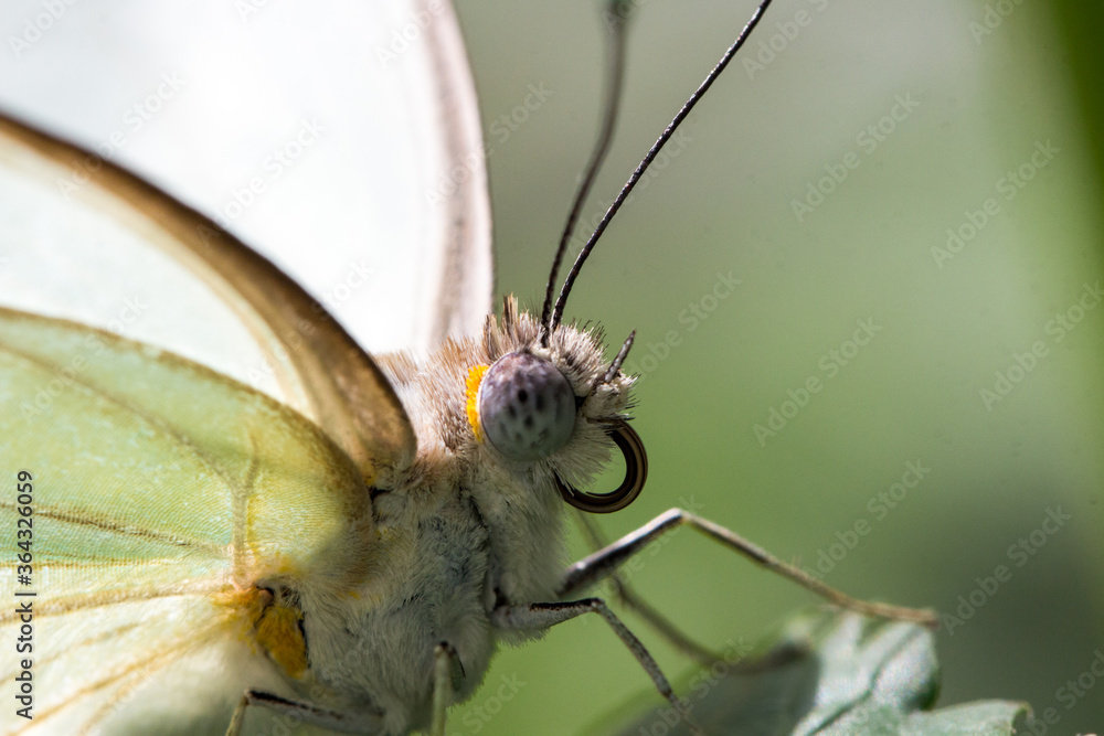 Obraz premium Schmetterling