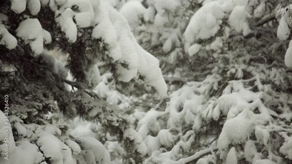 Heavy snowfall covers the branches of snow-covered fir trees. Defocus Heavy snowfall covers the branches of snow-covered fir trees. Defocus