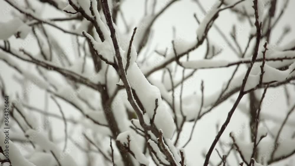 A cloudy winter day. Snowfall. Branches of trees are covered with snow A cloudy winter day. Snowfall. Branches of trees are covered with snow