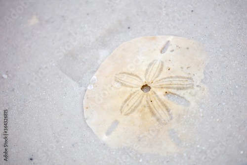Sanddollar on the Beach