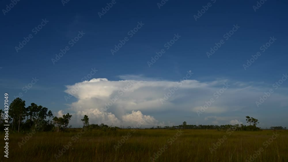 Timelapse of cumulus cloud formation and moon over sawgrass prairie in Everglades National Park, Florida in summer 4K. Timelapse of cumulus cloud formation and moon over sawgrass prairie in Everglades National Park, Florida in summer 4K.