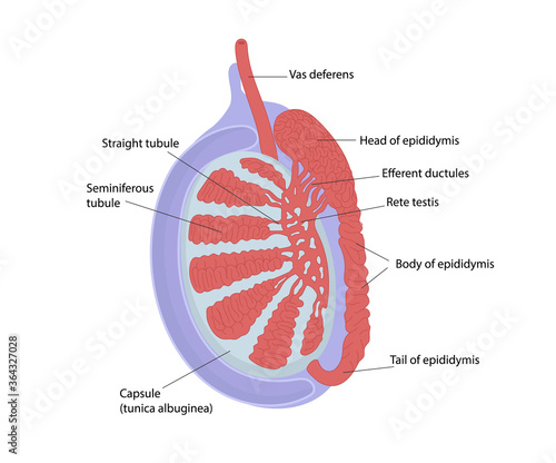 Testicular anatomy. Structur of testis photo