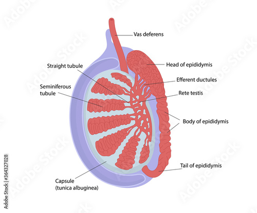 Testicular anatomy. Structur of testis