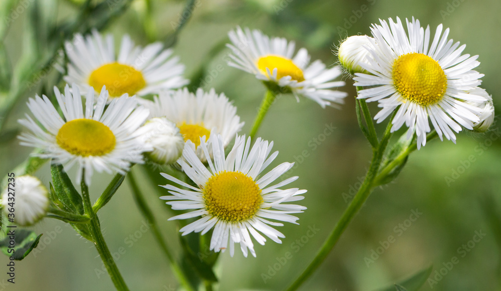 Obraz premium Blüten