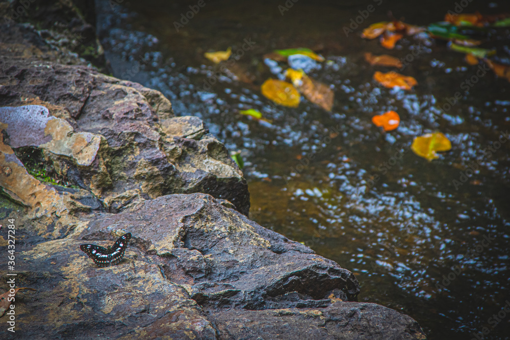 Beautiful butterfly on stone of waterfall in nature, colorful butterfly insect in nature. Beautiful butterfly on stone of waterfall in nature, colorful butterfly insect in nature.