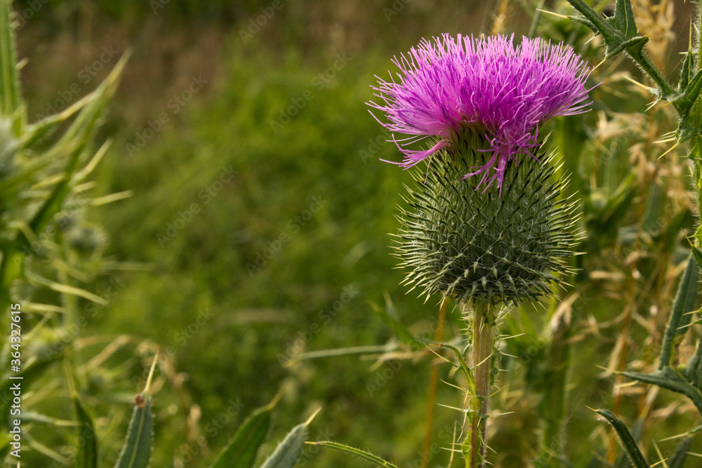 Makroaufnahme , Makrofotografie einer Blume Makroaufnahme , Makrofotografie einer Blume