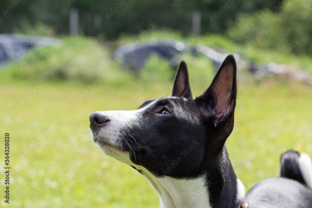 Black and white basseng puppy against the background of green grass. Black and white basseng puppy against the background of green grass.