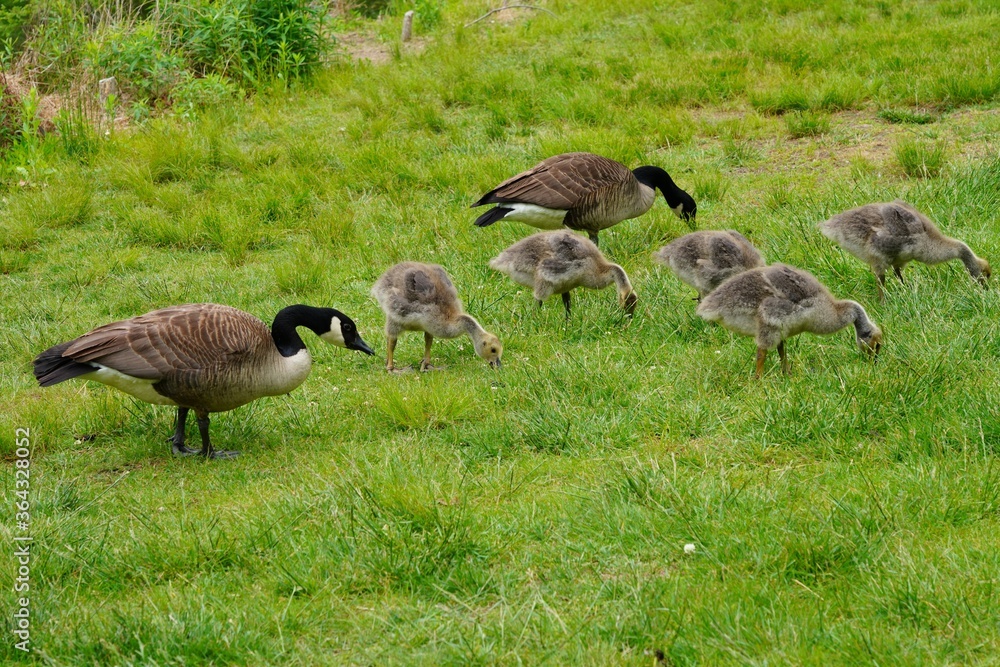 Wild Canada geese and baby goslings outdoors in spring Wild Canada geese and baby goslings outdoors in spring