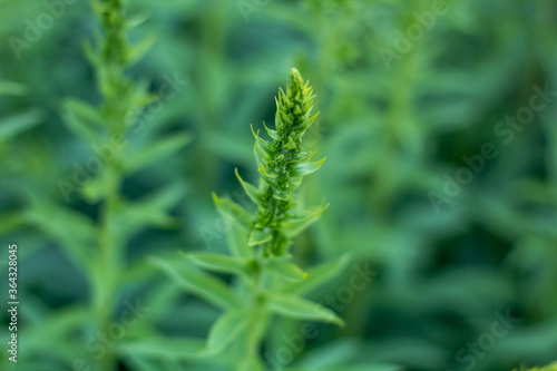 Natural blurred background of green garden plants, Gently green pattern.
