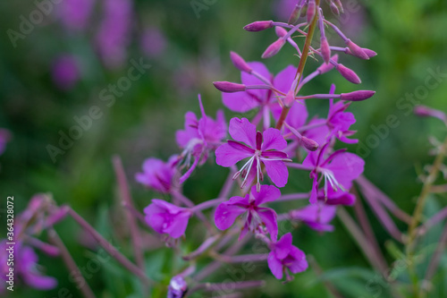Natural blurred background of garden flowers lilac shades.