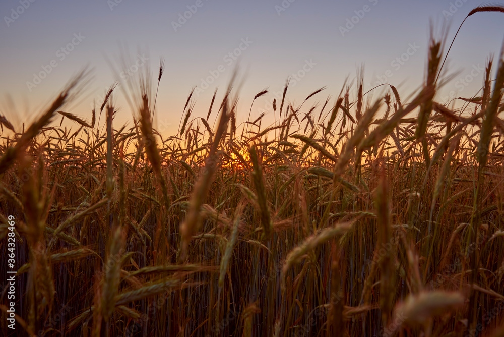 Rye field in a sunset. Harvesting concept Rye field in a sunset. Harvesting concept