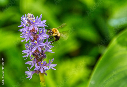 bee on a flower © Scott Wendler