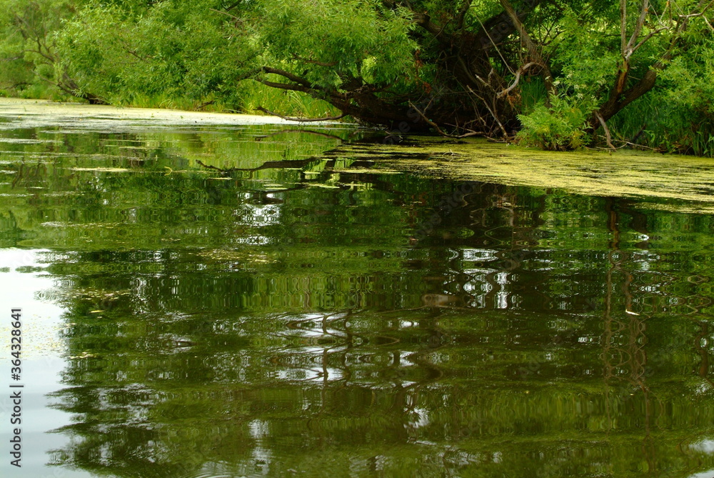 small river overgrown with grass in summer, Russia small river overgrown with grass in summer, Russia