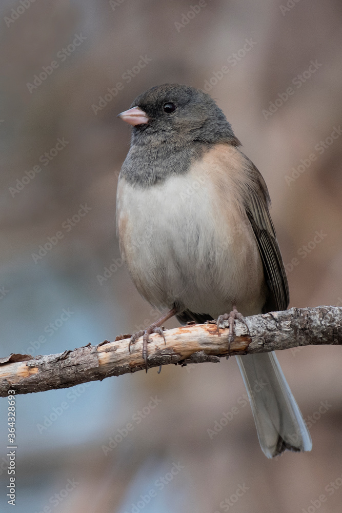 Dark-eyed Junco on a branch Dark-eyed Junco on a branch