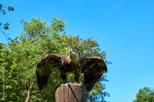Bald eagle in Gerolstein Zoo. High quality photo
