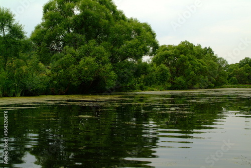 small river overgrown with grass in summer, Russia