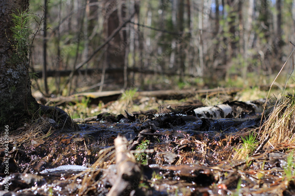 Fototapeta premium природа