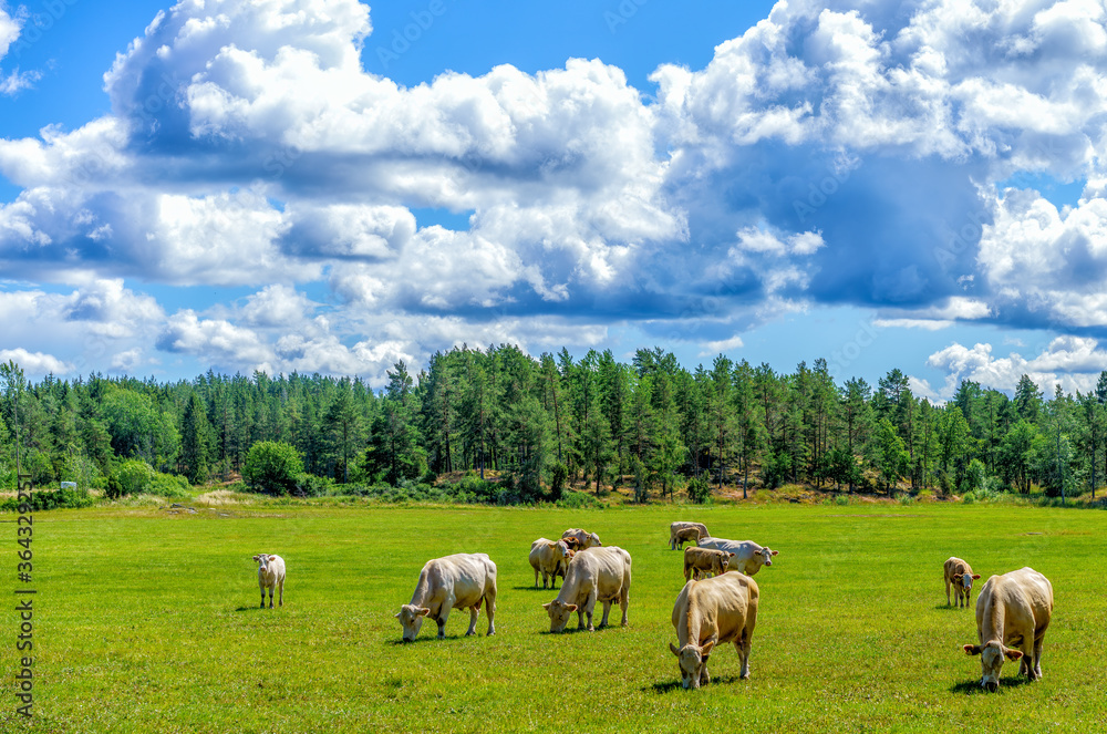 Fototapeta premium Summer landscape with cows grazing grass