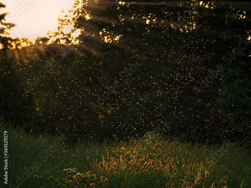 Tablou pe pânză Mosquitos swarm flying in sunset light in the evening
