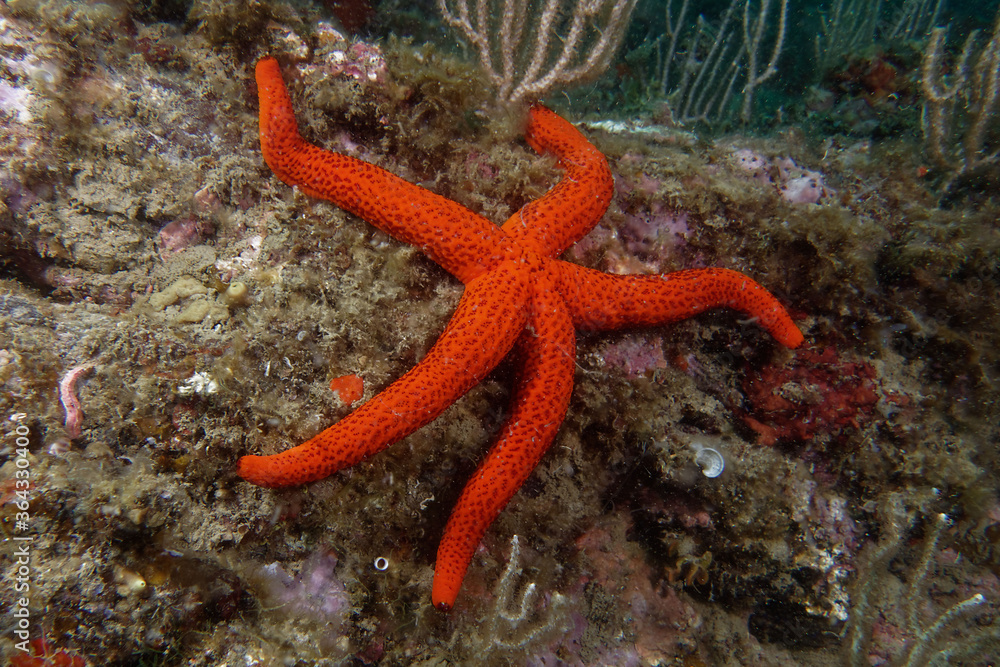 Mediterranean red sea star (Echinaster sepositus) Mediterranean red sea star (Echinaster sepositus)